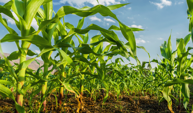maize plants